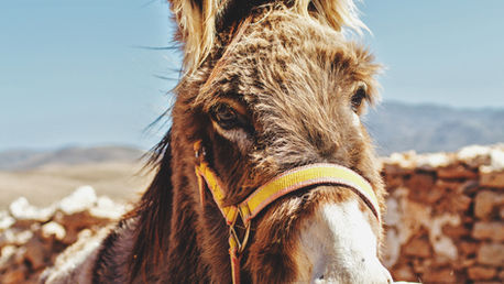 Rocking The Foundations Palm Sunday Worship Sheet