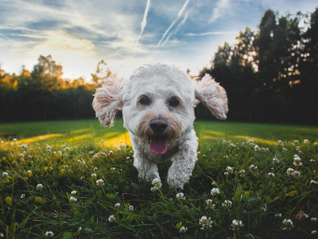 Natural Remedies & Herbs for Allergic Dogs
