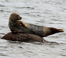 Image by Henrik Hansen
