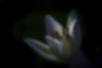 Image by Carlos Quintero