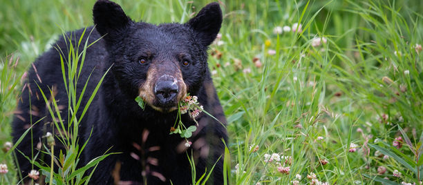 Conservation officers monitoring black bear activity in Pasadena