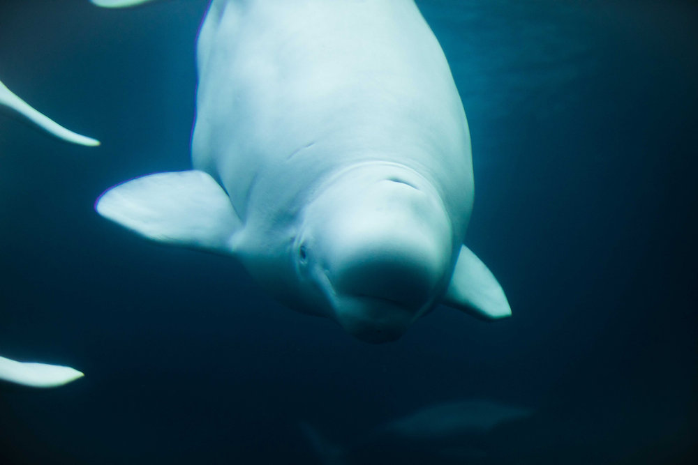Do Beluga Whales Have Knees?