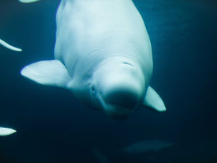 Statement on Sea Pens/Sanctuaries