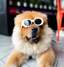 Dog makeover result by Dog Grooming Base Australia