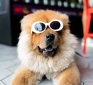 dog with sunglasses