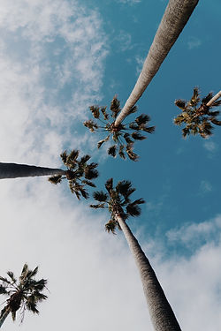 Image by Wil Stewart