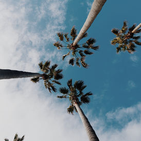 Five palm tree tops seen from below