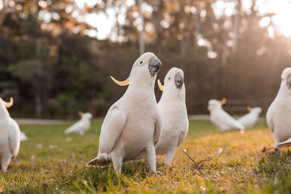 Cockatoos