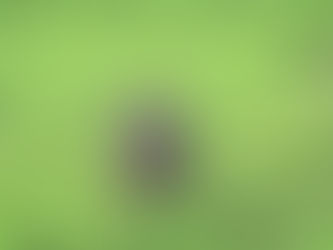 8 leuke activiteiten en speeltjes voor je hond!