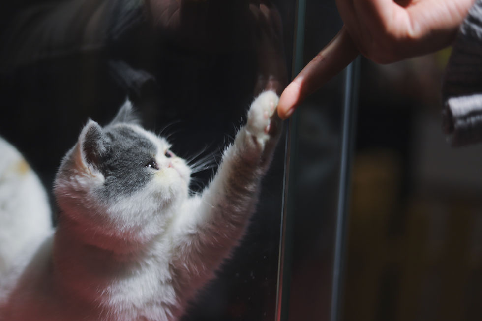 cat and human right or left handed
