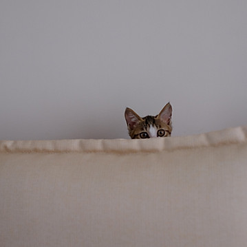 A kitten peeking out above a sofa