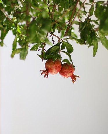 Image by Ali Kokab
