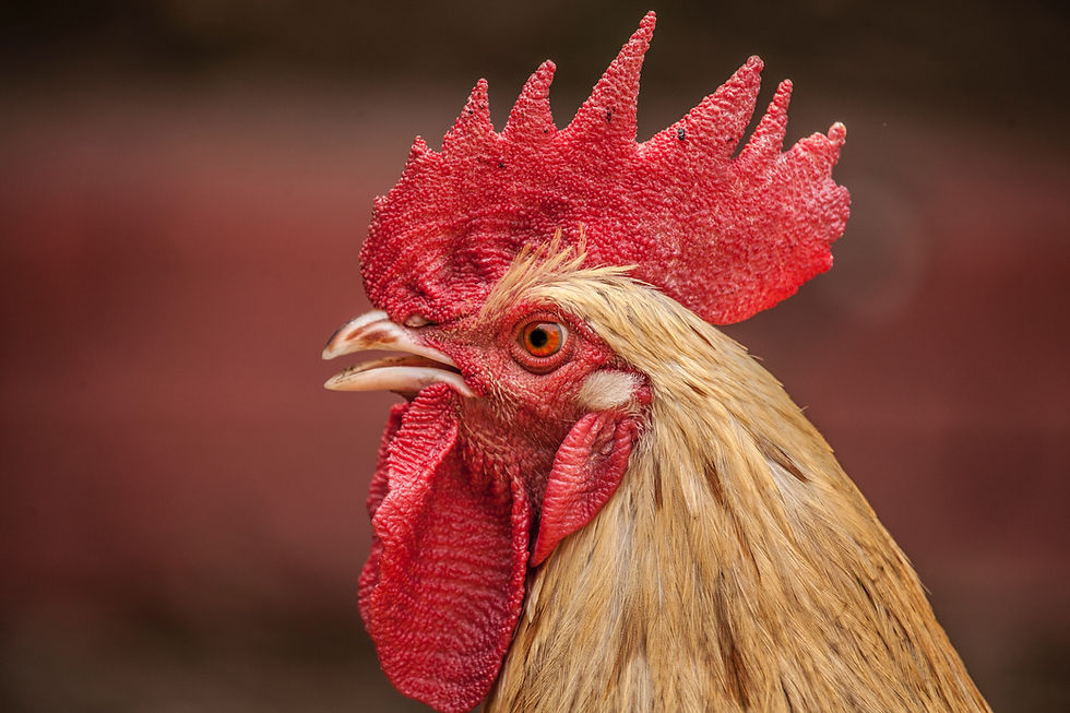 Mature White Rooster with Single Comb and Large Wattles