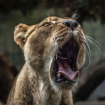 Image de Samuel Scrimshaw