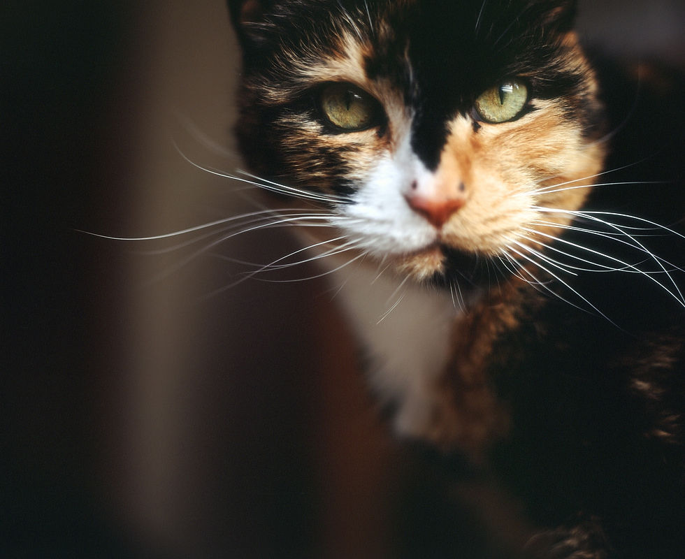 calico cat with green eyes