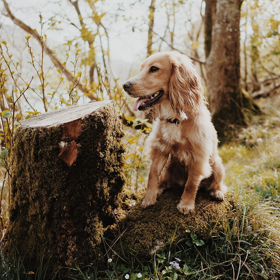 Image by Mitchell Orr