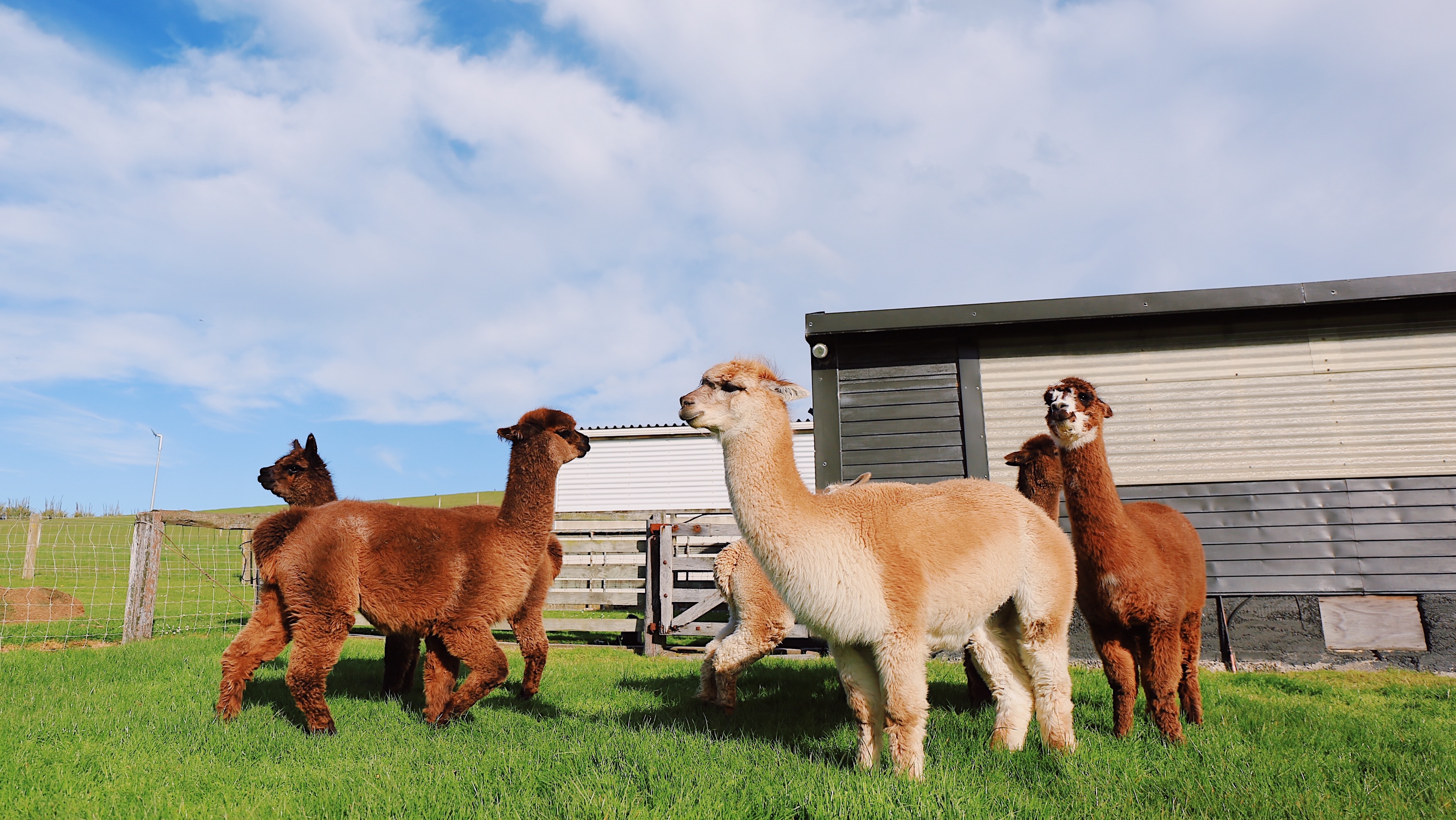 Alpacas