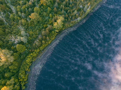 Aerial view of where the forest meets the lake.