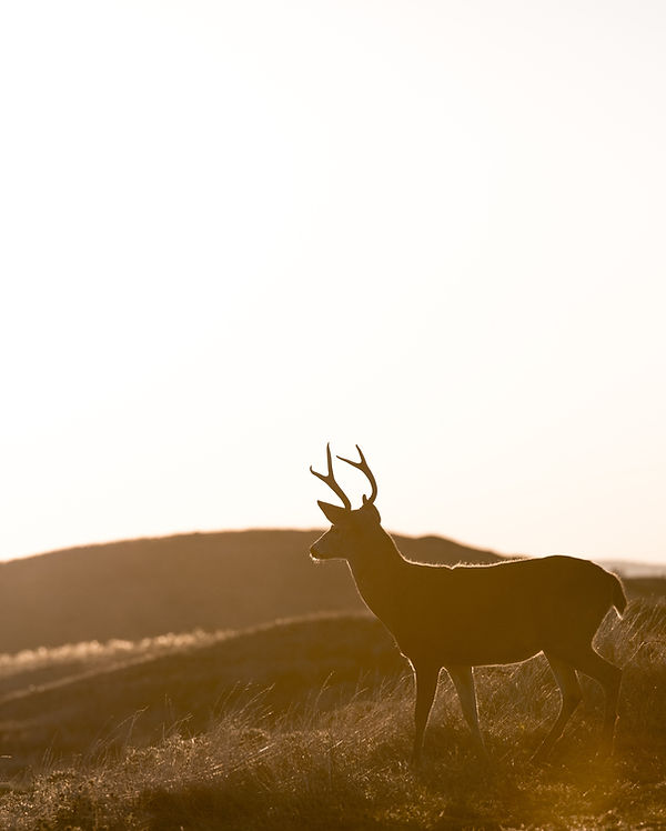 Image by Casey Horner