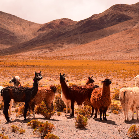 Camel
