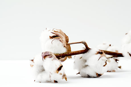 Image de Marianne Krohn
