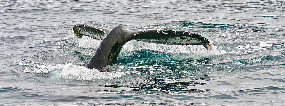 Mega Migration - A Tale of Whales, Sardines & Wild Coast South African Adventure