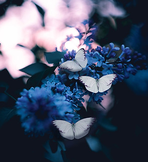 Image by Karina Vorozheeva