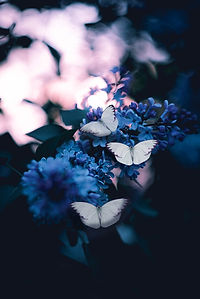 Image by Karina Vorozheeva