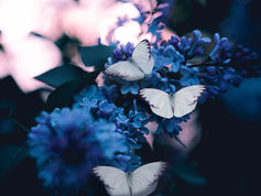 de vanzelfsprekende alliteratie van het verzamelen van vlinders