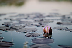 Image by Carlos de Miguel