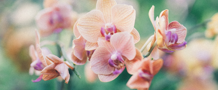 Image by Dominik Vanyi