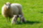 Sheep with two lambs on green grass. Lambs are standing close to the sheep, under a sunny sky. Peaceful rural scene.