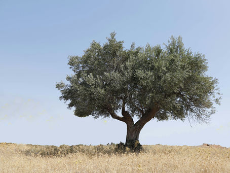 albero della vita, psicologia narrativa, identità personale, crescita personale, introspezione, coaching identitario, narrazione di sé, strumenti per coach, percorso di consapevolezza, sviluppo personale, radici personali, valori e competenze, sogni e desideri, frutti della vita, foglie relazionali, fiori e semi, autorealizzazione, coaching per imprenditori, storytelling identitario, leadership consapevole, metodo Denborough, riflessione personale, coaching simbolico, riscoperta del sé, equilibrio interiore