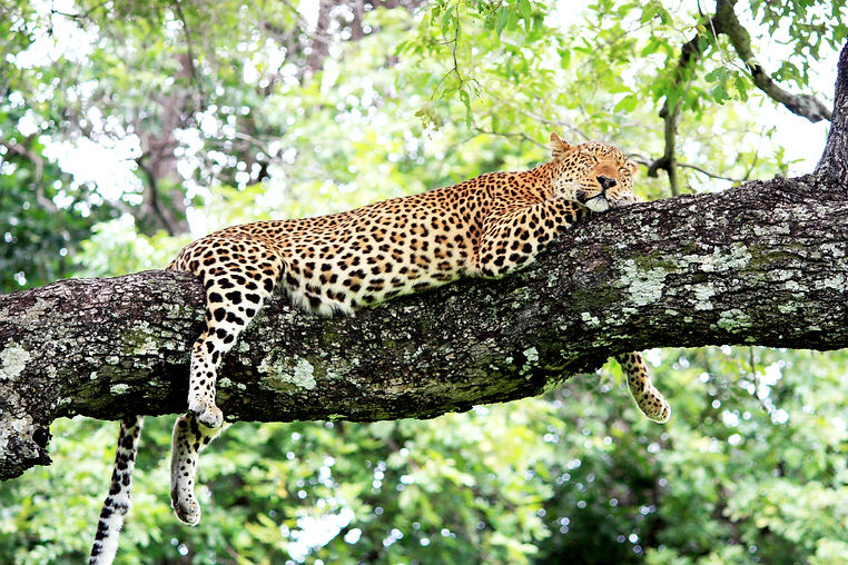 Image by Henning Borgersen