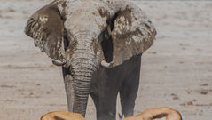 Global society celebrates World Wildlife Day