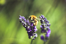 Image by Loïc Mermilliod