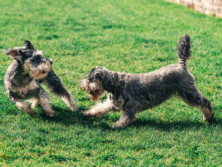 The Good, The Bad, And The Ugly Dog Fights