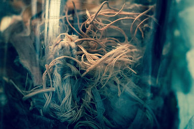 Image by Darío Méndez