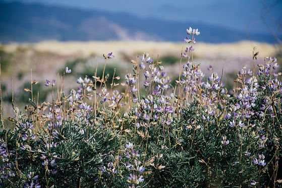 Image by Jessica Ruscello