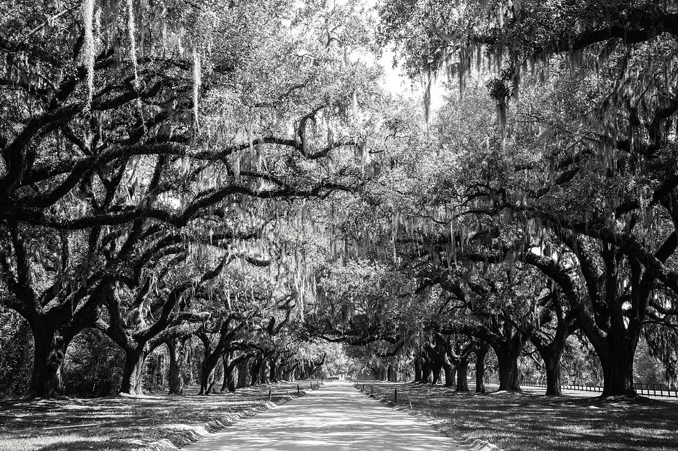 Live Oaks