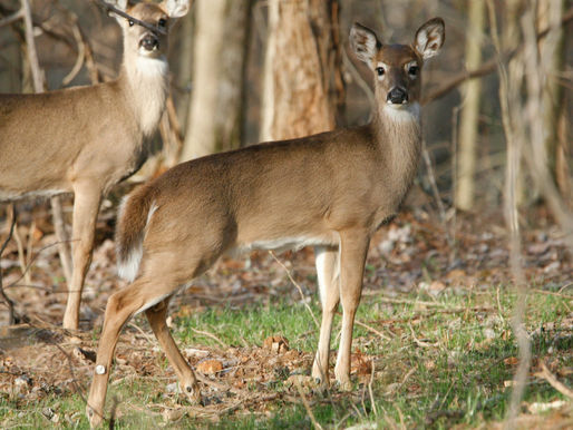 Whitetail Deer