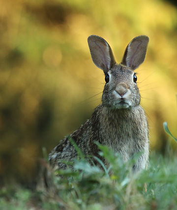 lapin connexion aux animaux