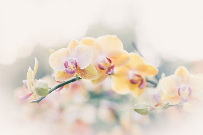 Image by Dominik Vanyi