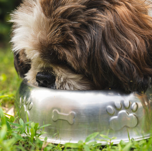 The Best Bowls for Dogs and Cats: How to Choose the Right One for Your Pet