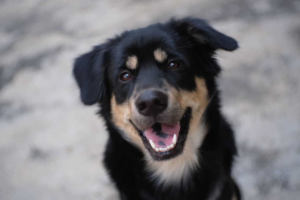 dog dental