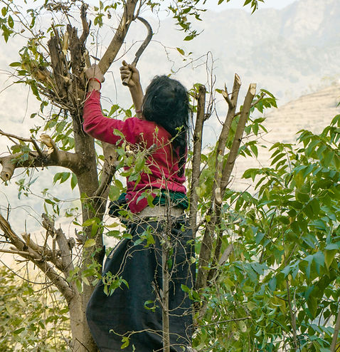 Image by prabin basnet