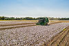 Cotton machine harvesting cotton