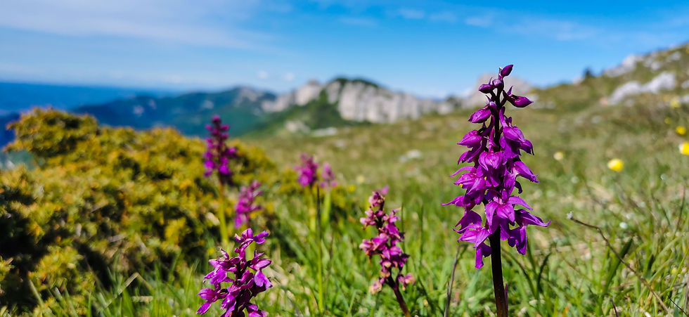 Visites guidées Drôme - Visite guidée Drome - Guide Drome - La drome - Activités à faire en Drôme, visiter la drôme, visiter le Vercors