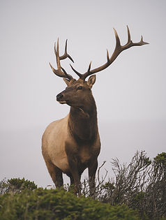 50lbBag_WebImages_Cattle_Front.jpg