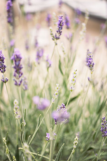 Image by Nina Plobner